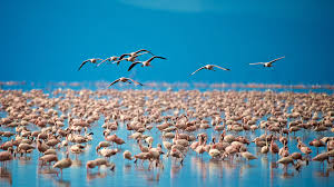 flying birds spotted during 2-Day in the Lake Manyara for 2026-2027